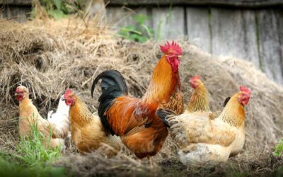 Benefici del pollo allevato a terra