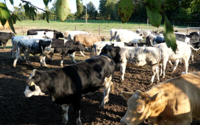 I benefici dell’allevamento sostenibile sulla carne e sull’ambiente